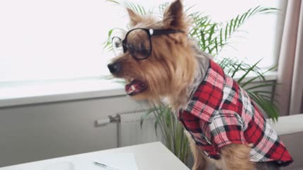 桌子上一只戴着大眼镜的小狗特写