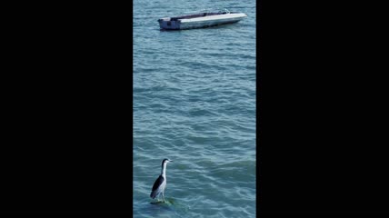 海上一只海鸥和一艘船慢动作实拍