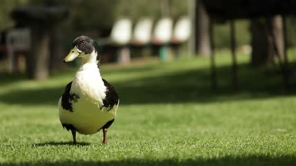 一只黑白相间的鸭子在草地上东张西望特写
