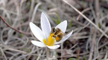 蜜蜂给雪花莲授粉特写