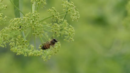 以花为食的蜜蜂特写