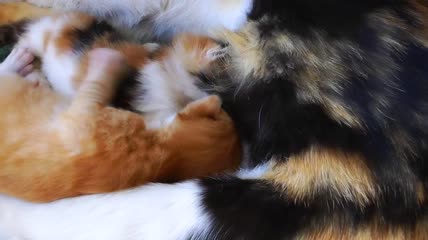 以母亲为食的小猫特写