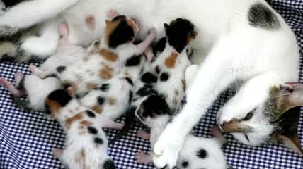 以母亲为食的新生小猫特写