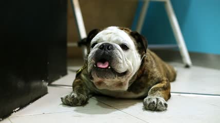 英国斗牛犬躺在瓷砖上特写