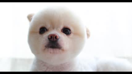 可爱的圆脸小博美