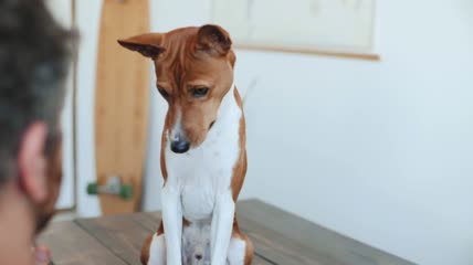 可爱有趣的小狗击掌
