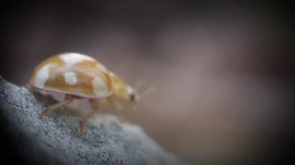昆虫爬行在石头上