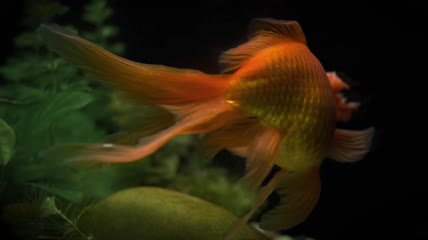 兰楚金鱼在水族馆游泳