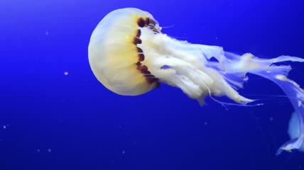 蓝色海洋中游动的白色水母特写