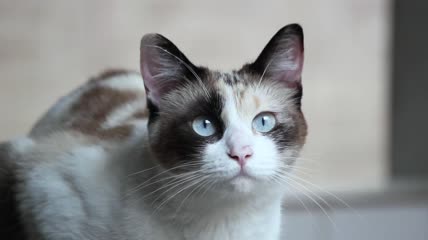 蓝色眼睛的小猫咪特写