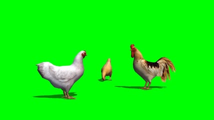 绿幕动物三只鸡