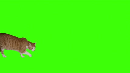 绿色背景下的猫咪