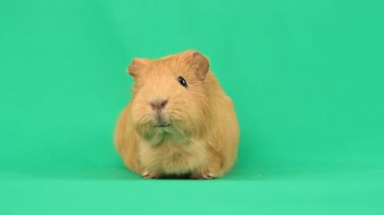 绿色背景下的豚鼠