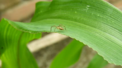 绿叶上的蜘蛛特写