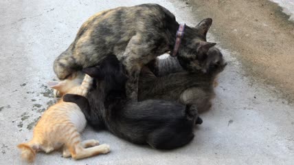 猫妈妈喂它的小猫特写