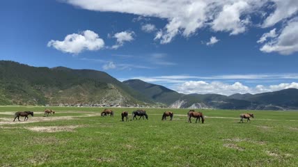 马群在高山边的草地吃草实拍