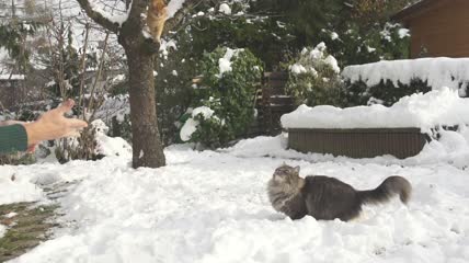 猫捉雪球实拍