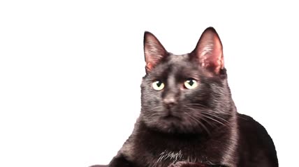 猫4k视频特写