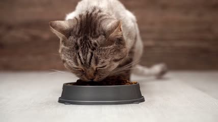 猫吃碗里的干粮特写