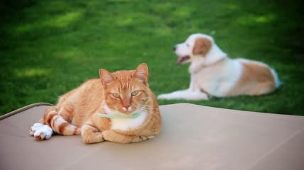 猫和狗草地上休息特写