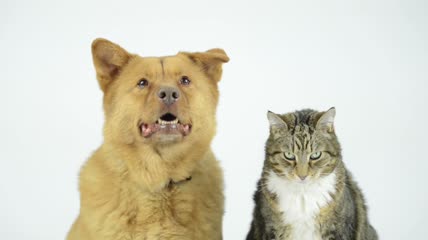 猫和狗面对镜头摇头晃脑特写