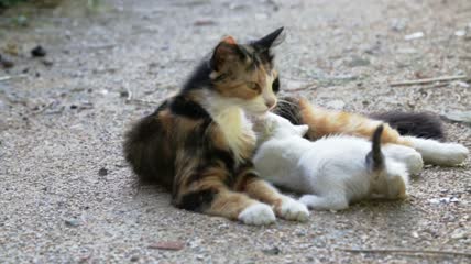 猫妈妈在街上舔小猫特写