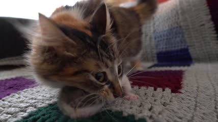 猫妈妈正在移动小猫特写