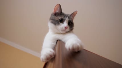 猫咪趴在壁柜角上特写