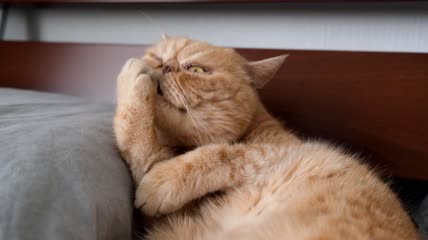 猫咪舔舐自身的毛发特写
