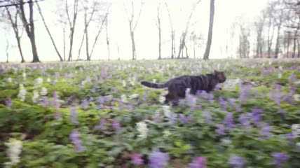 猫咪小心翼翼地走过一片花田实拍