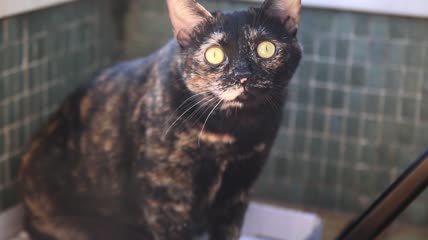 猫咪疑惑的看着镜头特写