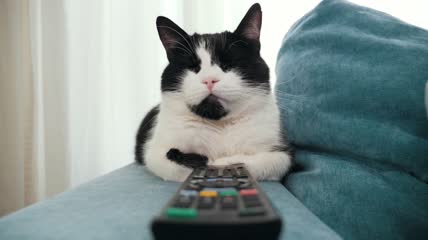 猫咪慵懒的趴在沙发上特写