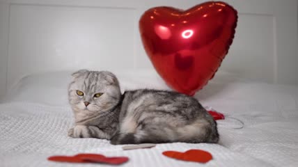猫咪慵懒的躺在床上特写