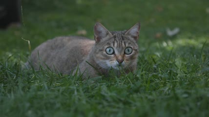 猫咪在草地上玩耍特写