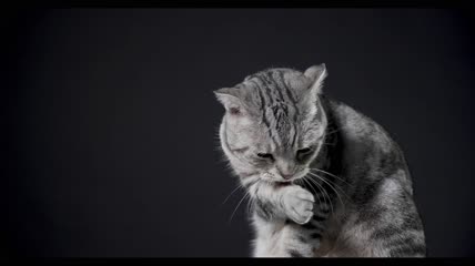 猫咪在舔毛特写