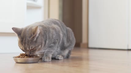 猫咪正在吃猫粮特写