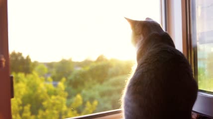 猫咪坐在日落下的窗前特写