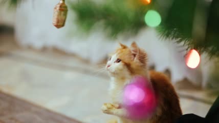 猫玩圣诞装饰实拍