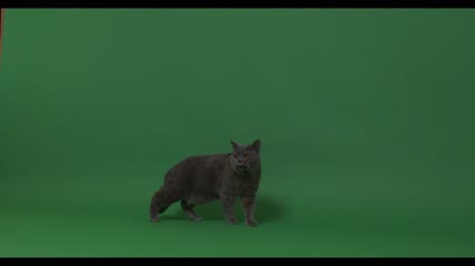 猫闻着地板实拍