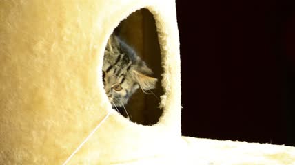 猫喜欢玩球特写