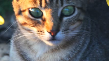 猫眼合上特写