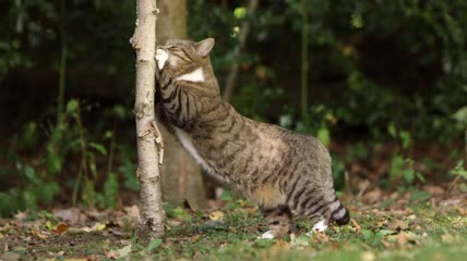 猫在树干上磨爪子特写
