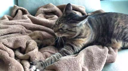猫在毯子上踩奶特写