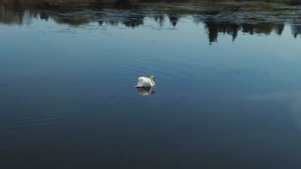 平静水中的大天鹅