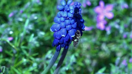 葡萄风信子上的蜜蜂慢动作特写