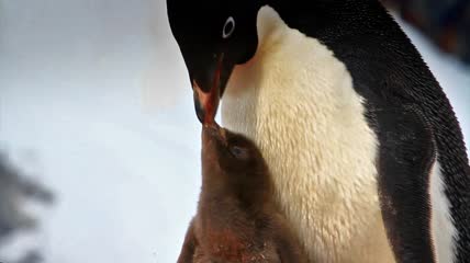 企鹅给幼崽喂食