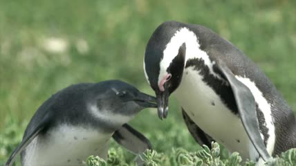 企鹅妈妈喂养幼崽