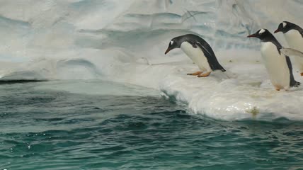 企鹅潜入水中慢动作