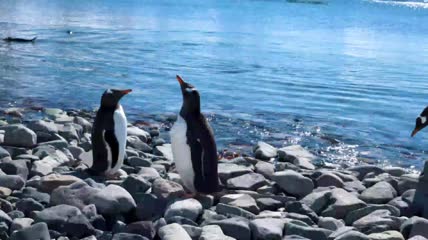 企鹅在水边玩耍