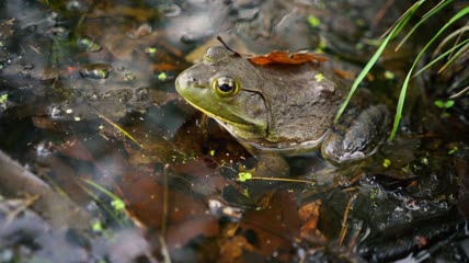 浅水池塘里的牛蛙